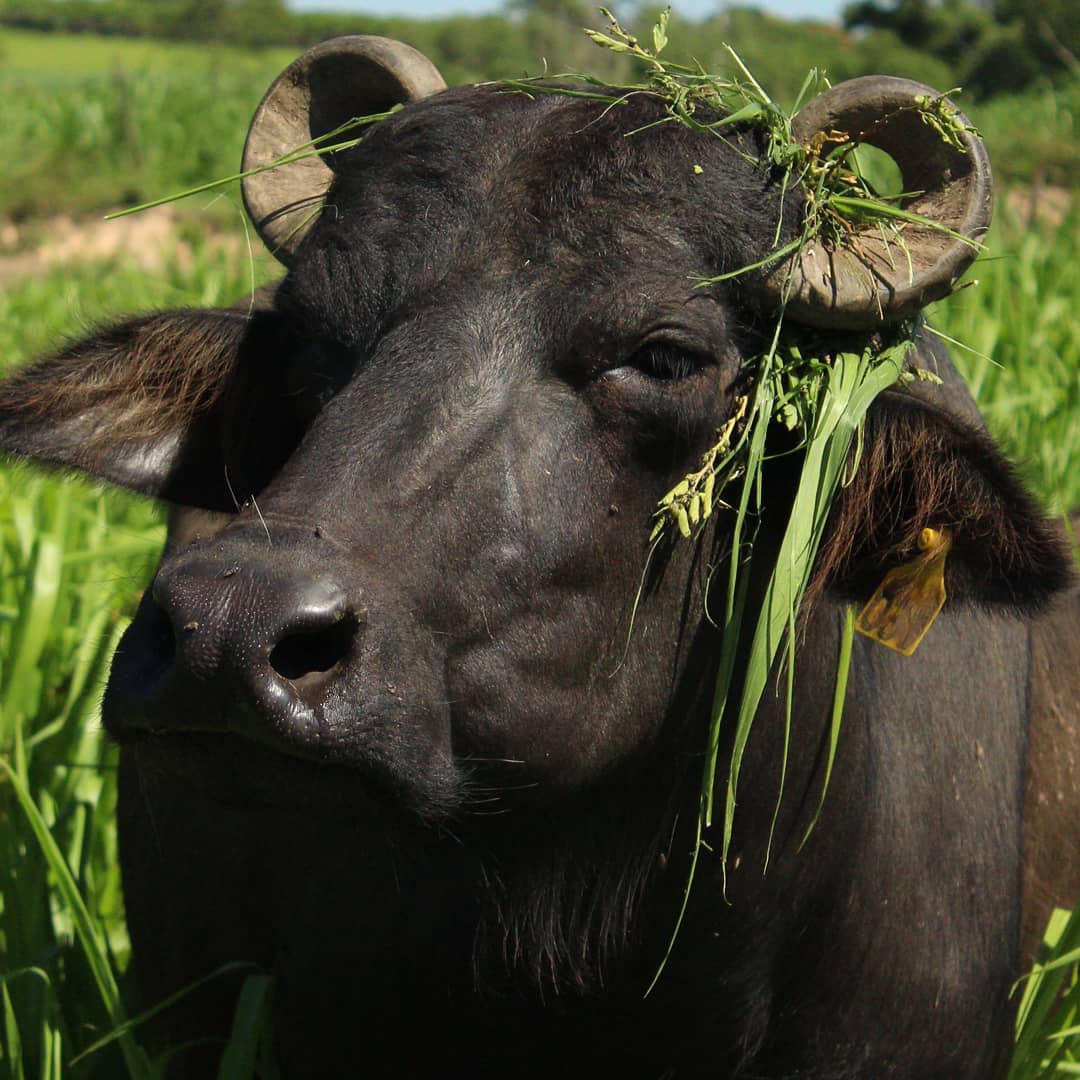 Leite de búfalas é fonte de renda em muitas propriedades de SP, Nosso  Campo